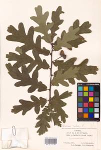 Дуб черешчатый, Дуб обыкновенный L., Восточная Европа, Эстония (E2c) (Эстония)