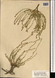 Бассия простертая (L.) Beck, Монголия (MONG) (Монголия)