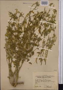 Донник лекарственный (L.) Lam., Средняя Азия и Казахстан, Западный Тянь-Шань и Каратау (M3) (Узбекистан)