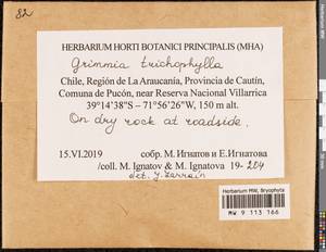 Grimmia trichophylla Grev., Гербарий мохообразных, Мхи - Америка (BAm) (Чили)