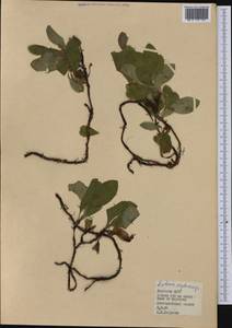 Толокнянка красная (Rehder & E. H. Wilson) Fernald, Сибирь, Якутия (S5) (Россия)