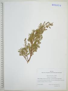 Можжевельник скальный Pall., Сибирь, Дальний Восток (S6) (Россия)