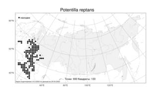 Potentilla reptans, Лапчатка ползучая L., Атлас флоры России (FLORUS) (Россия)