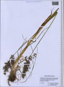 Sibirotrisetum sibiricum (Rupr.) Barberá, Сибирь, Дальний Восток (S6) (Россия)