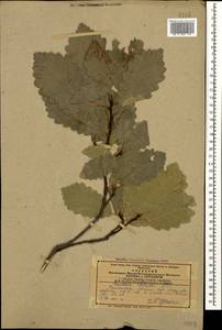 Quercus petraea subsp. polycarpa (Schur) Soó, Кавказ, Армения (K5) (Армения)