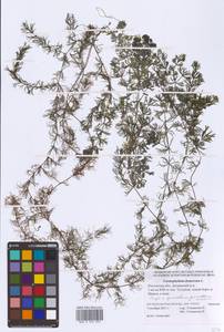 Роголистник погруженный L., Восточная Европа, Ростовская область (E12a) (Россия)