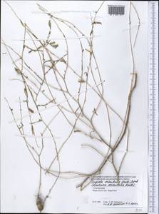 Lactuca orientalis subsp. orientalis, Средняя Азия и Казахстан, Копетдаг, Бадхыз, Малый и Большой Балхан (M1) (Туркмения)