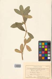 Скиммия промежуточная Komatsu, Сибирь, Дальний Восток (S6) (Россия)