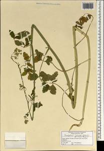 Synelcosciadium carmeli (Labill.) Boiss., Зарубежная Азия (ASIA) (Израиль)