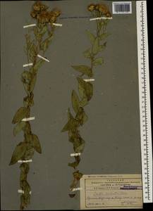 Pentanema asperum (Poir.) G. V. Boiko & Korniy., Кавказ, Армения (K5) (Армения)