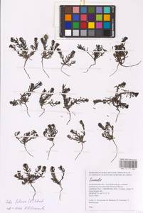 Soda foliosa (L.) Akhani, Восточная Европа, Нижневолжский район (E9) (Россия)