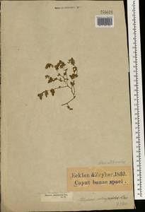 Blepharis integrifolia (L. fil.) E. Mey. & Drege, Африка (AFR) (ЮАР)