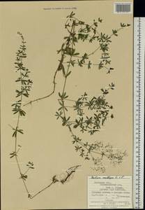 Подмаренник мягкий L., Восточная Европа, Западно-Украинский район (E13) (Украина)