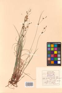 Осока шаровидная L., Сибирь, Дальний Восток (S6) (Россия)