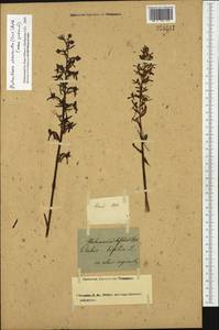 Любка зеленоцветковая (Custer) Rchb., Западная Европа (EUR) (Неизвестно)