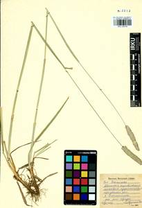 Лисохвост тростниковидный Poir., Сибирь, Прибайкалье и Забайкалье (S4) (Россия)