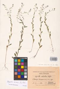 MHA 0 153 507, Незабудка полевая (L.) Hill, Восточная Европа, Молдавия (E13a) (Молдавия)