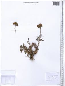 Asteraceae, Средняя Азия и Казахстан, Западный Тянь-Шань и Каратау (M3) (Казахстан)