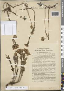 Phedimus spurius subsp. oppositifolius (Sims) L.Gallo, Кавказ, Грузия (K4) (Грузия)