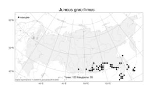 Juncus gracillimus, Ситник тончайший (Buchenau) V. I. Krecz. & Gontsch., Атлас флоры России (FLORUS) (Россия)