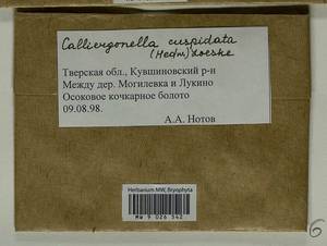 Calliergonella cuspidata (Hedw.) Loeske, Гербарий мохообразных, Мхи - Центральное Нечерноземье (B6) (Россия)