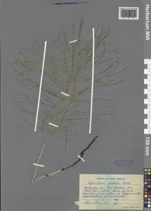 Хвощ луговой Ehrh., Сибирь, Прибайкалье и Забайкалье (S4) (Россия)