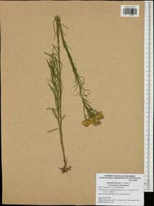Солонечник льновидный (L.) Rchb. fil., Восточная Европа, Центральный район (E4) (Россия)