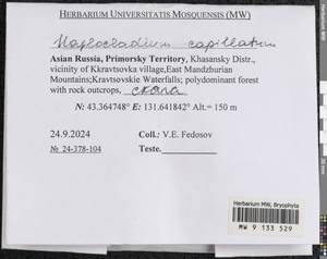 Haplocladium microphyllum (Sw. ex Hedw.) Müll. Hal., Гербарий мохообразных, Мхи - Дальний Восток (без Чукотки и Камчатки) (B20) (Россия)