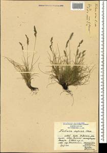 Овсяница овечья L., Кавказ, Южная Осетия (K4b) (Южная Осетия)