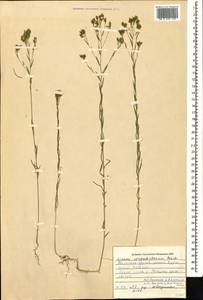 Лен щиточковатый Rchb., Кавказ, Грузия (K4) (Грузия)