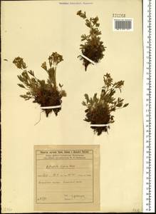Лапчатка двухцветковая Willd. ex Schltdl., Сибирь, Прибайкалье и Забайкалье (S4) (Россия)