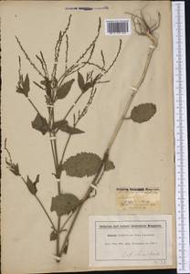 Verbena urticifolia L., Америка (AMER) (США)