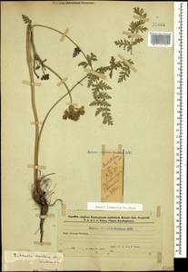 Жабрица порезниковая (L.) W. D. J. Koch, Кавказ, Азербайджан (K6) (Азербайджан)