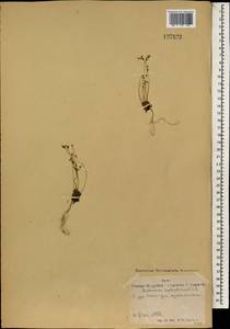 Проломник северный L., Монголия (MONG) (Монголия)