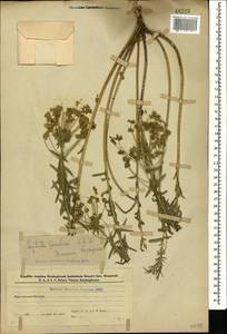 Молочай Сегье Neck., Кавказ, Азербайджан (K6) (Азербайджан)