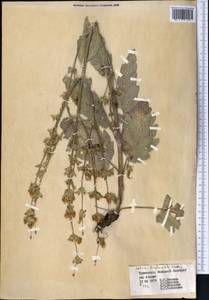 Salvia atropatana Bunge, Средняя Азия и Казахстан, Копетдаг, Бадхыз, Малый и Большой Балхан (M1) (Туркмения)