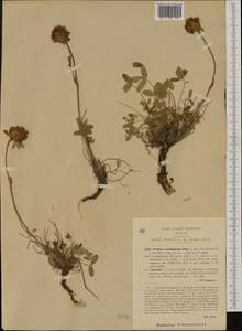 Trifolium noricum Wulfen, Западная Европа (EUR) (Италия)