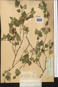 Береза повислая, Береза бородавчатая Roth, Средняя Азия и Казахстан, Джунгарский Алатау и Тарбагатай (M5) (Казахстан)