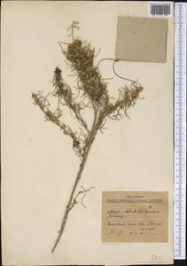 Amaranthaceae, Америка (AMER) (Мексика)