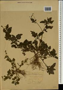 Дихроцефала цельнолистная (L. fil.) Kuntze, Кавказ, Грузия (K4) (Грузия)