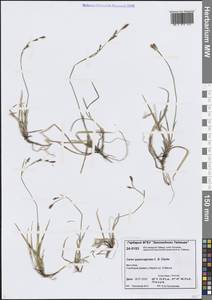 Осока влагалищная, Сибирь, Центральная Сибирь (S3) (Россия)