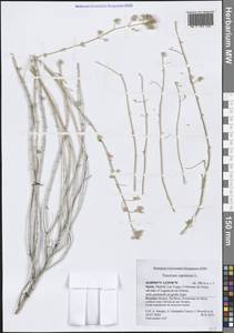 Teucrium capitatum L., Западная Европа (EUR) (Испания)