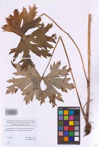 Aconitum lycoctonum subsp. lasiostomum (Rchb.) Warncke, Восточная Европа, Московская область и Москва (E4a) (Россия)