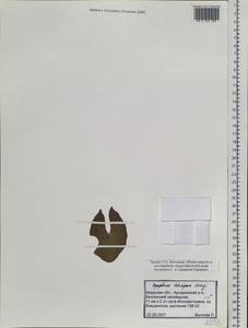 Кувшинка четырехгранная Georgi, Сибирь, Дальний Восток (S6) (Россия)