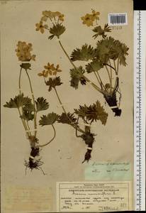 Anemonastrum narcissiflorum subsp. crinitum (Juz.) Raus, Сибирь, Чукотка и Камчатка (S7) (Россия)