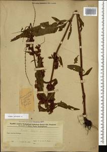 Щавель курчавый L., Кавказ, Азербайджан (K6) (Азербайджан)