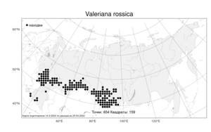 Valeriana rossica, Валериана русская P. A. Smirn., Атлас флоры России (FLORUS) (Россия)