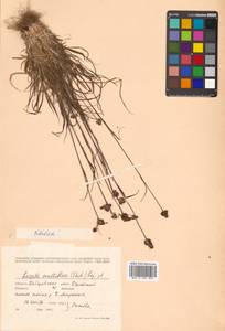 Luzula multiflora subsp. sibirica V. I. Krecz., Сибирь, Дальний Восток (S6) (Россия)