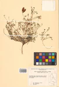 Астрагал полярный (Seem.) Benth., Сибирь, Чукотка и Камчатка (S7) (Россия)