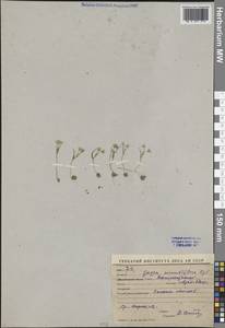 Гусиный лук мелкоцветковый Regel, Средняя Азия и Казахстан, Сырдарьинские пустыни и Кызылкумы (M7) (Узбекистан)